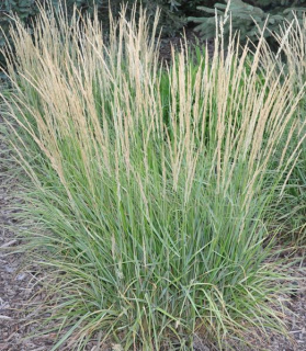 Calamagrostis acutiflora 'Overdam'